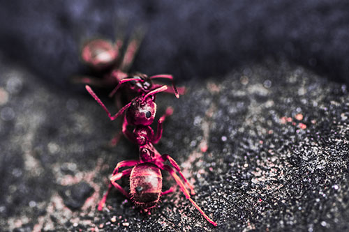 Carpenter Ants Battling Over Territory (Pink Tint Photo)