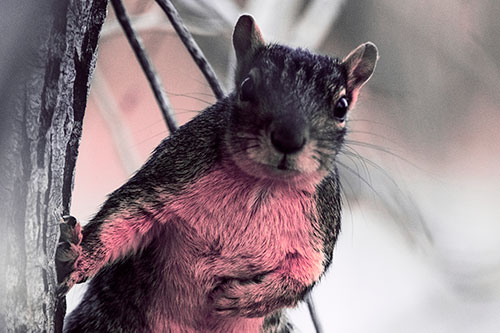 Chest Holding Squirrel Leans Against Tree (Pink Tint Photo)