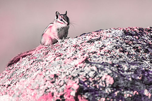 Chipmunk Blending Atop Arching Fungi Rock (Pink Tint Photo)