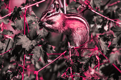 Chipmunk Feasting On Tree Branches (Pink Tint Photo)