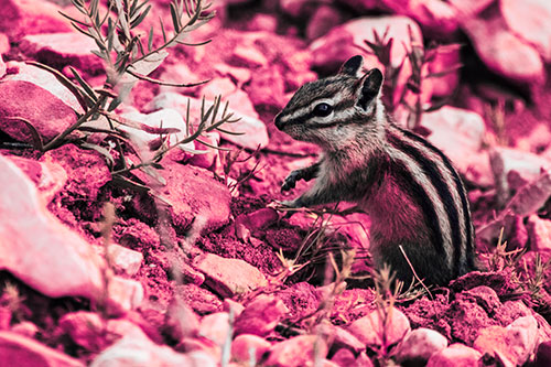 Chipmunk Ripping Plant Stem From Dirt (Pink Tint Photo)