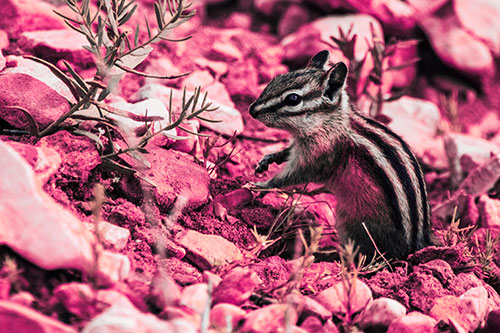 Chipmunk Ripping Plant Stem From Dirt (Pink Tint)