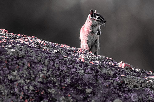 Chipmunk Standing Atop Sloping Fungi Rock (Pink Tint Photo)