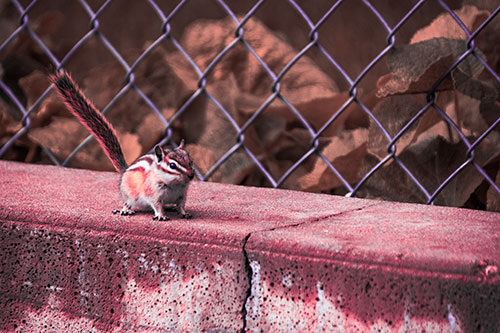 Chipmunk Walking Along Wet Concrete Wall (Pink Tint Photo)