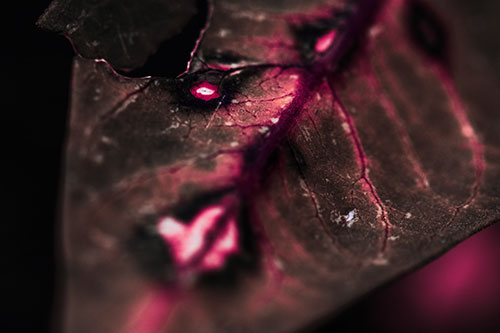 Chipped Vein Decaying Leaf Face (Pink Tint Photo)