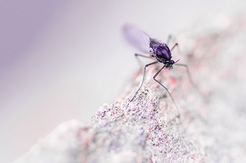 Chironomid Midge Fly Standing Along Rock Edge (Pink Tint Photo)