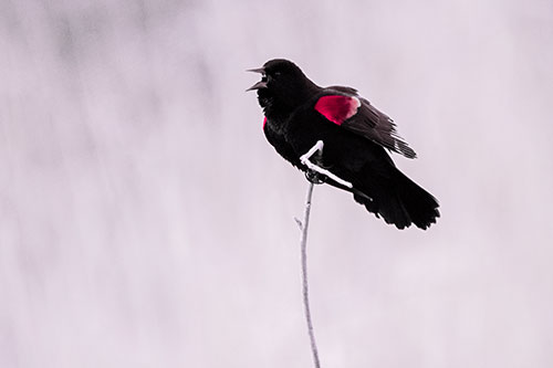 Chirping Red Winged Blackbird Atop Snowy Branch (Pink Tint Photo)