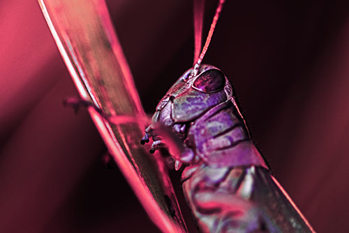 Climbing Grasshopper Crawls Upward (Pink Tint Photo)