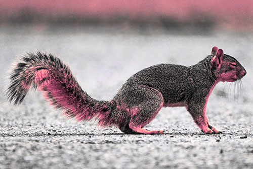 Closed Eyed Squirrel Meditating (Pink Tint Photo)