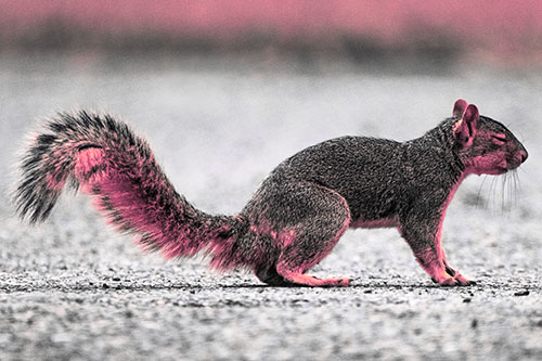 Closed Eyed Squirrel Meditating (Pink Tint)