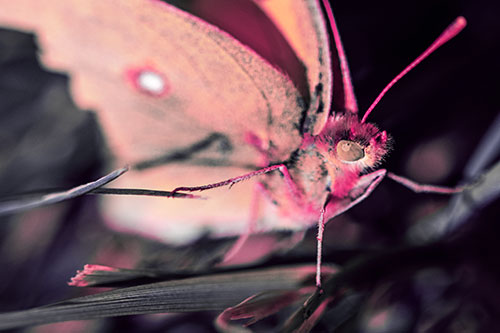 Cloudless Sulphur Butterfly Taking Stance (Pink Tint)
