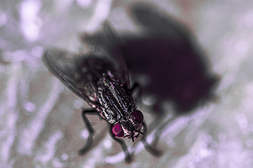Cluster Fly Casting Shadow Among Sunlight (Pink Tint Photo)
