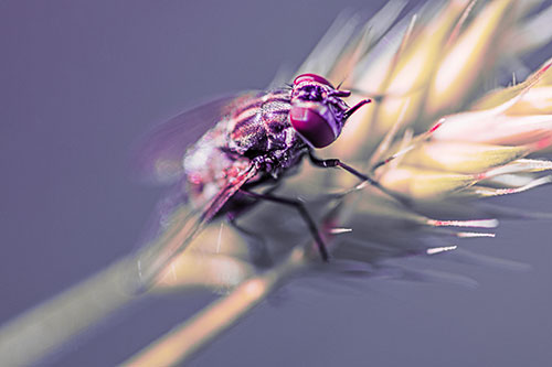 Cluster Fly Rests Atop Grass Blade (Pink Tint Photo)