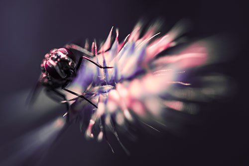Cluster Fly Rides Plant Top Among Wind (Pink Tint Photo)