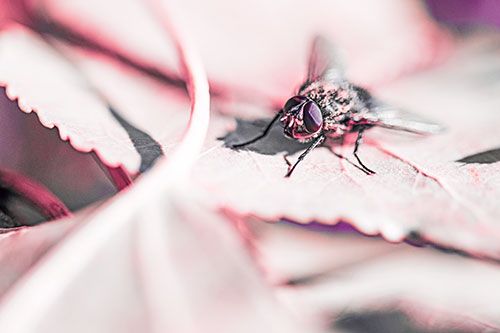 Cluster Fly Standing Atop Stacked Intersecting Leaves (Pink Tint)