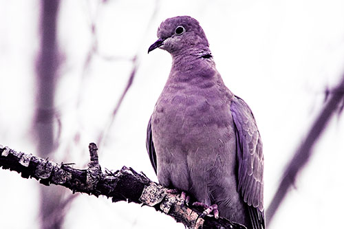 Collared Dove Perched Atop Peeling Tree Branch (Pink Tint Photo)
