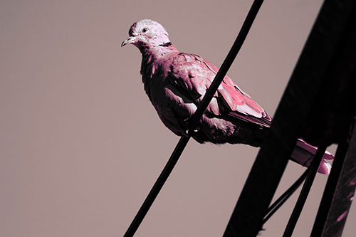 Collared Dove Perched Atop Wire (Pink Tint Photo)
