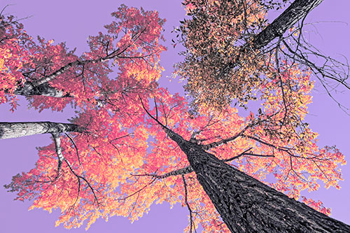Colorful Towering Autumn Trees Among Clear Sky (Pink Tint)