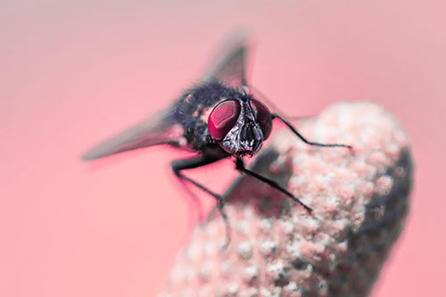 Confused Blow Fly Tilts Head Atop Coneflower (Pink Tint)
