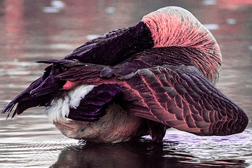 Contorting Canadian Goose Playing Peekaboo (Pink Tint Photo)