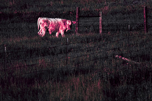Cow Glances Sideways Beside Barbed Wire Fence (Pink Tint Photo)
