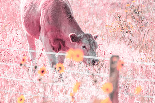 Cow Snacking On Grass Behind Fence (Pink Tint)