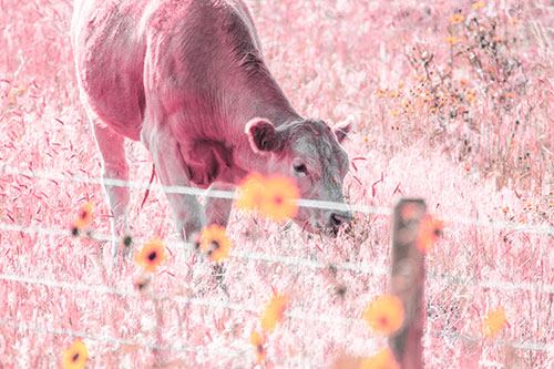Cow Snacking On Grass Behind Fence (Pink Tint Photo)