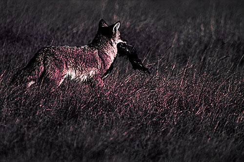 Coyote Heads Towards Forest Carrying Dead Animal Carcass (Pink Tint Photo)