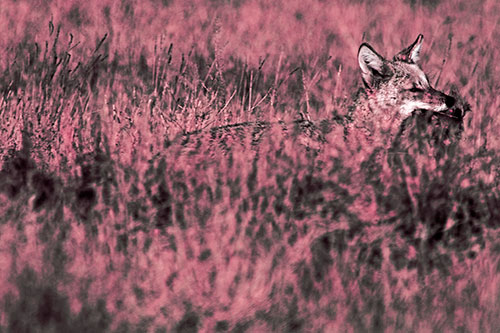 Coyote Running Through Tall Grass (Pink Tint Photo)