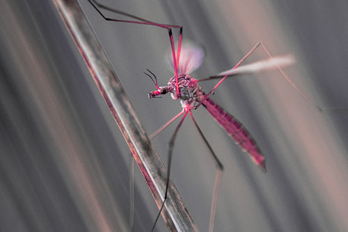 Crane Fly Clinging Ahold To Grass Blade (Pink Tint)