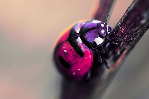 Crawling Ladybug Climbing Up Plant Stem (Pink Tint Photo)