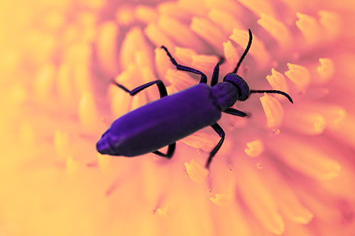 Crawling Oedemera Beetle Searching Atop Dandelion (Pink Tint)