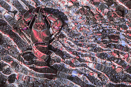 Crayfish Holds Onto Riverbed Floor Among Rippling Water (Pink Tint Photo)