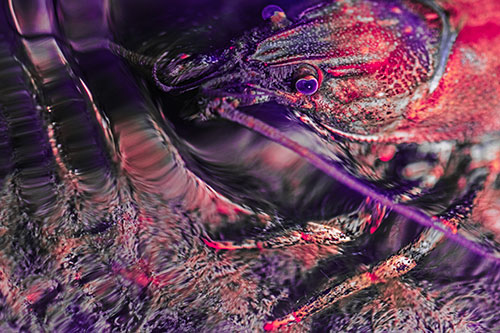 Crayfish Swims Against Rippling Water (Pink Tint Photo)