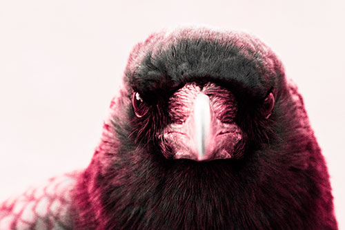 Creepy Close Eye Contact With A Crow (Pink Tint Photo)