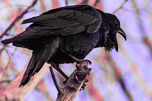 Croaking Raven Perched Atop Broken Tree Branch (Pink Tint Photo)