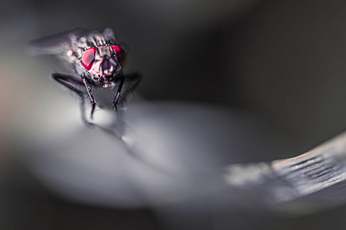 Crouching Cluster Fly Balances Among Grass Blade (Pink Tint)