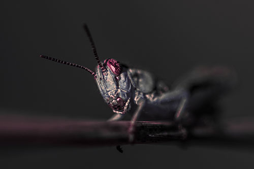 Crouching Grasshopper Gripping Onto Grass Blade (Pink Tint)
