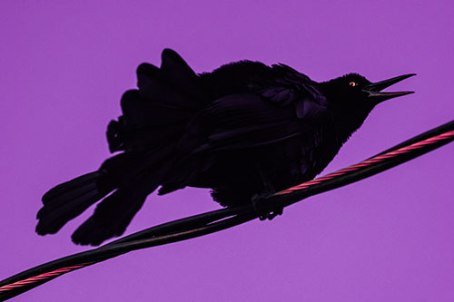 Crouching Great Tailed Grackle Squeaking Atop Cable (Pink Tint)