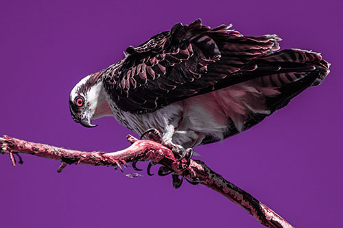 Crouching Osprey Hawk Looking Below Shredded Tree Branch (Pink Tint)