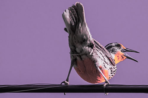 Crouching Western Meadowlark Singing Towards Sunlight (Pink Tint)