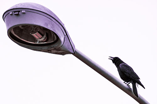 Crow Cawing Atop Sloping Light Pole (Pink Tint Photo)