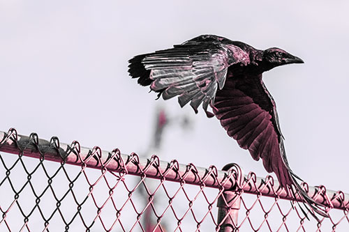 Crow Flying Over Chain Link Fence (Pink Tint)