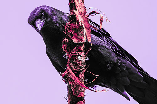 Crow Glaring Downward Atop Peeling Tree Branch (Pink Tint Photo)