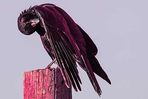 Crow Grooming Wing Atop Wooden Post (Pink Tint Photo)