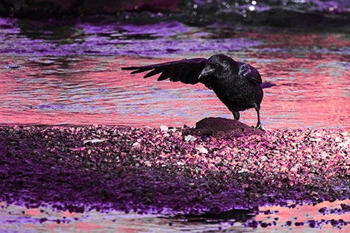Crow Pointing Upstream Using Wing (Pink Tint Photo)