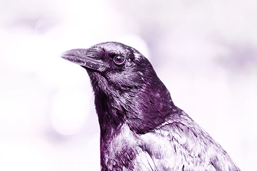 Crow Posing For Headshot (Pink Tint Photo)