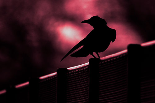 Crow Silhouette Atop Guardrail (Pink Tint Photo)