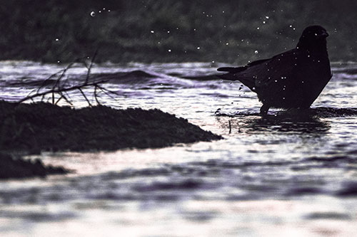 Crow Splashing River Water (Pink Tint Photo)