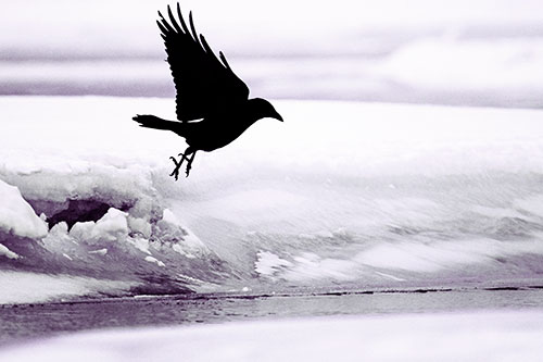 Crow Taking Flight Off Icy Shoreline (Pink Tint Photo)